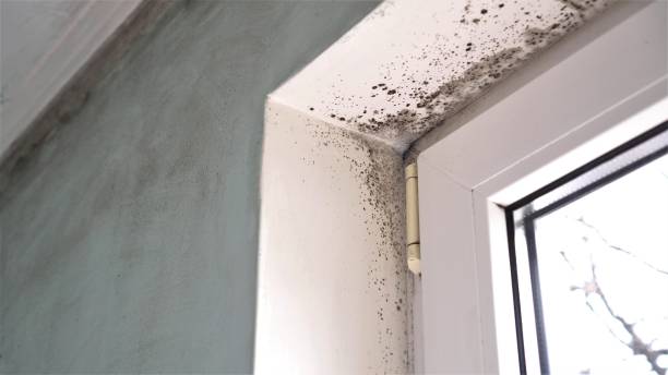 Best DIY Mold Remediation Support Services in Arlington Heights, WA