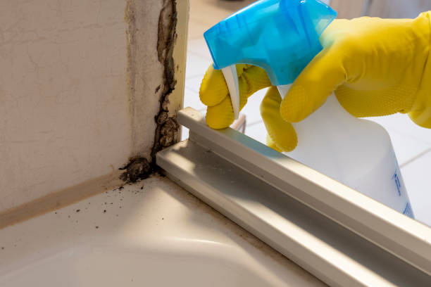 Best Bathroom Mold Remediation in Arlington Heights, WA