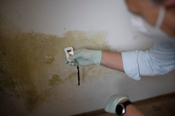 Best Post-Flood Mold Remediation in Arlington Heights, WA