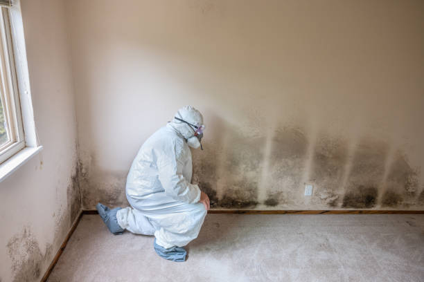 Professional Mold Remediation in Arlington Heights, WA